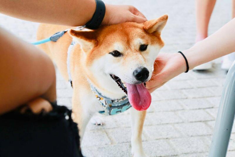 shiba inu shiba inu being pet outside