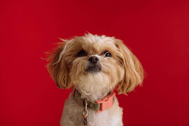 shih tzu shih tzu with red background