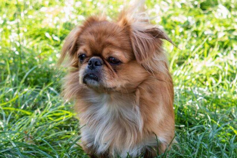 tibetan spaniel tibetan spaniel sitting on the grass
