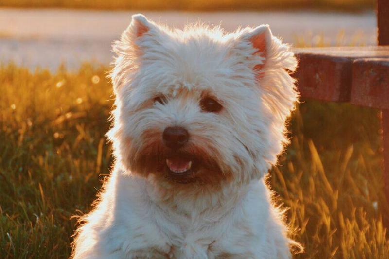 west highland white terrier west highland white terrier at a park during sunset
