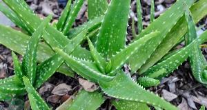 ¡Grandes Beneficios Que Puedes Conseguir Con Aloe Vera!