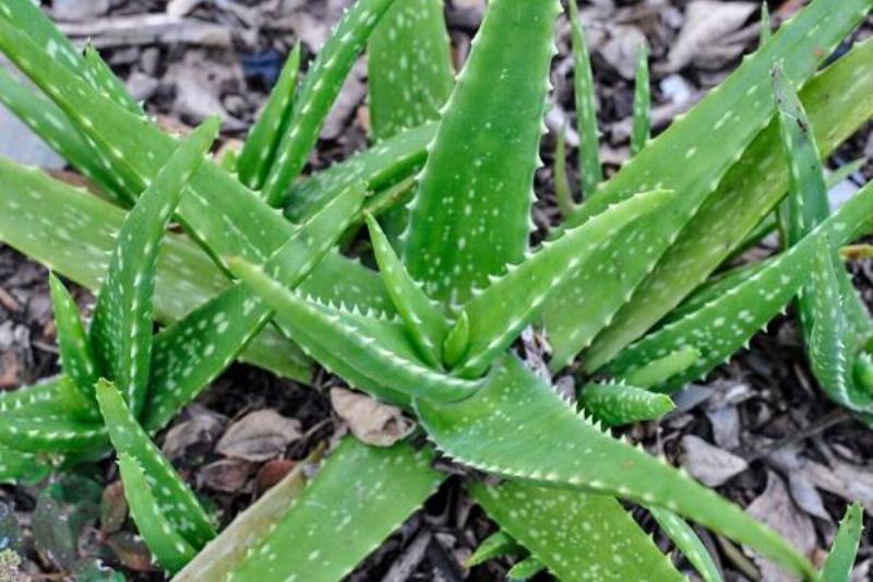 06 Aloe Vera 11 06 Aloe Vera 11