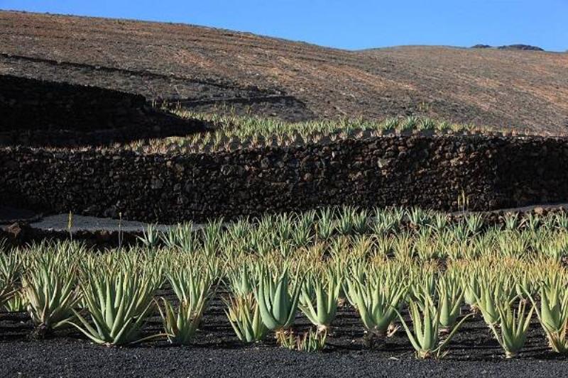 06 Aloe Vera 20 06 Aloe Vera 20