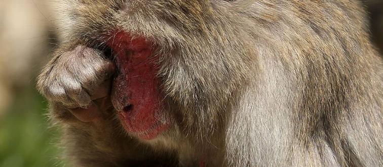 Monkey with allergies