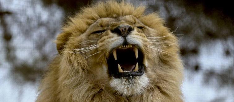 Roaring lion