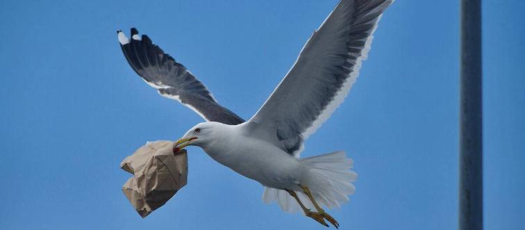 Seagull flying away 