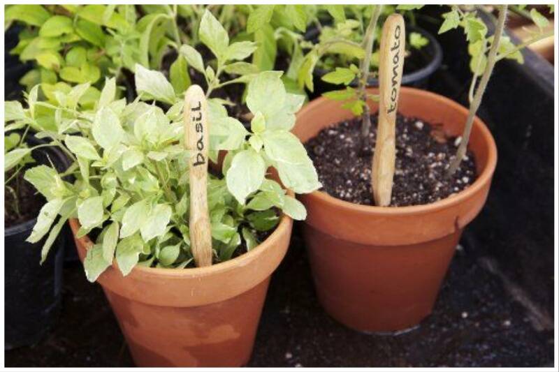 Toothbrush plant markers