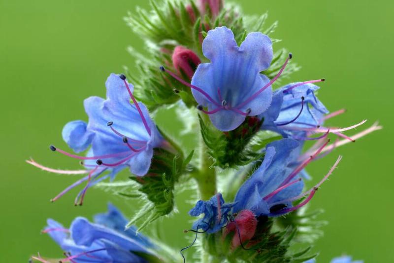 Blossom of Echium vulgare Blossom of Echium vulgare