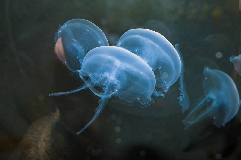 Moon Jellyfish, Aurelia aurita, Germany, North Sea