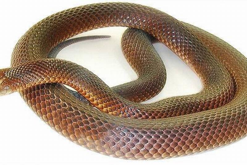 640px-Kingbrownsnake