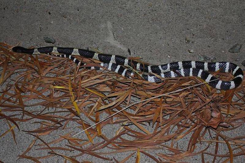 640px-Many-banded_Krait_(Bungarus_multicinctus)_銀環蛇