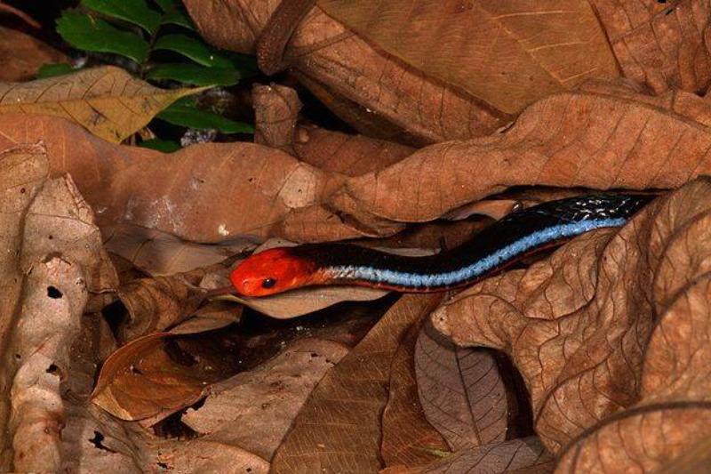 Blue_Malayan_Coral_Snake_from_Singapore