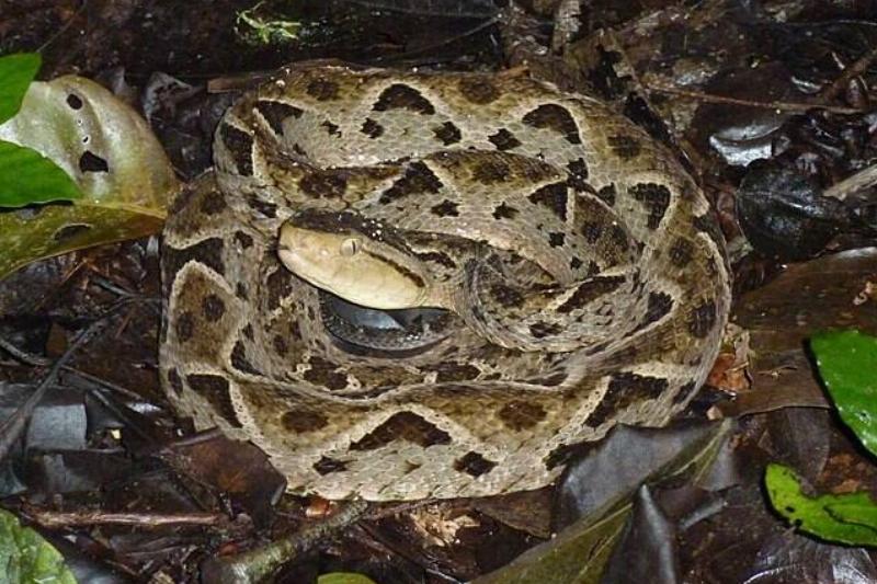 Bothrops_asper_170971120