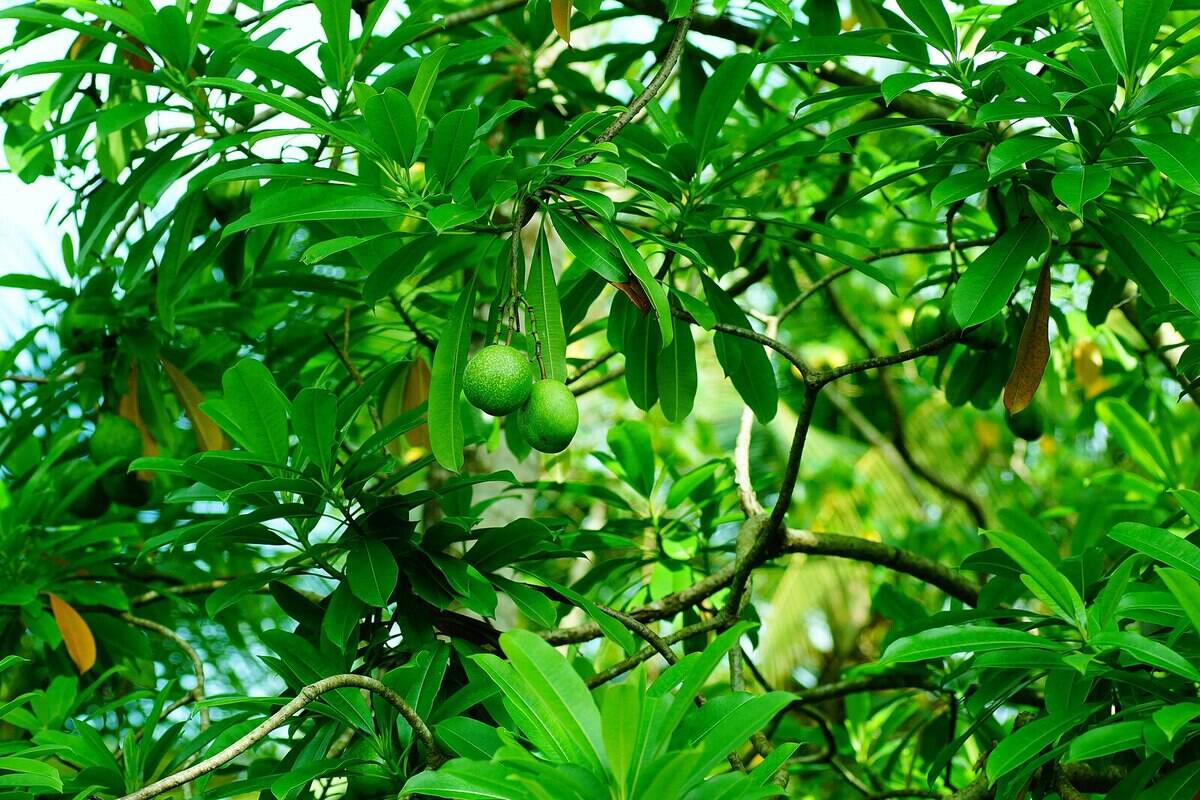 Cerbera_odollam Cerbera_odollam