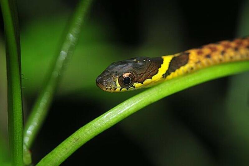 Gefleckte_Wassernatter_Rhabdophis_chrysargos_head