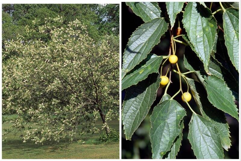 Hackberry Tree Hackberry Tree