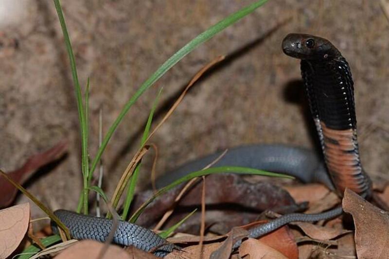 Naja_nigricollis_112273141