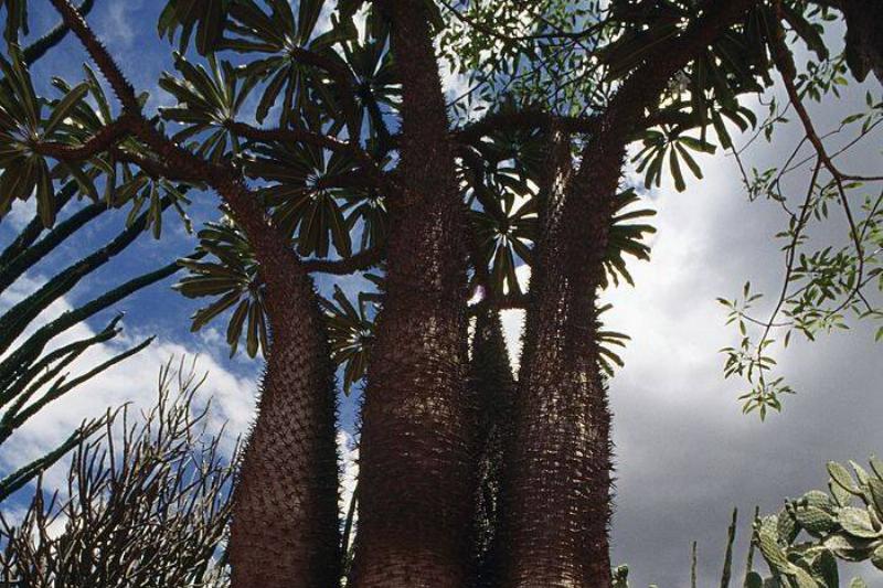 Namibian Bottle Tree Namibian Bottle Tree