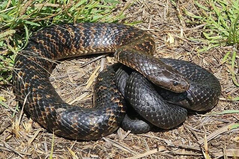 Notechis_scutatus_260523890