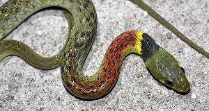 The Most Threatening Snakes On The Planet – Keep Your Distance If You Spot One In The Wild