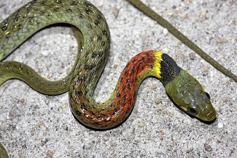 Red-necked_Keelback_(Rhabdophis_subminiatus)_紅脖游蛇6