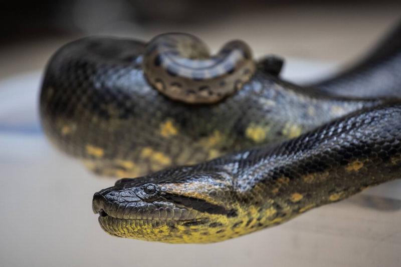 Green Anaconda gives birth to nineteen