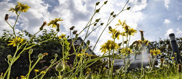 Late summer in NRW