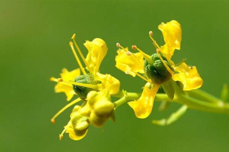 09 Hierba Ruda 10 09 Hierba Ruda 10