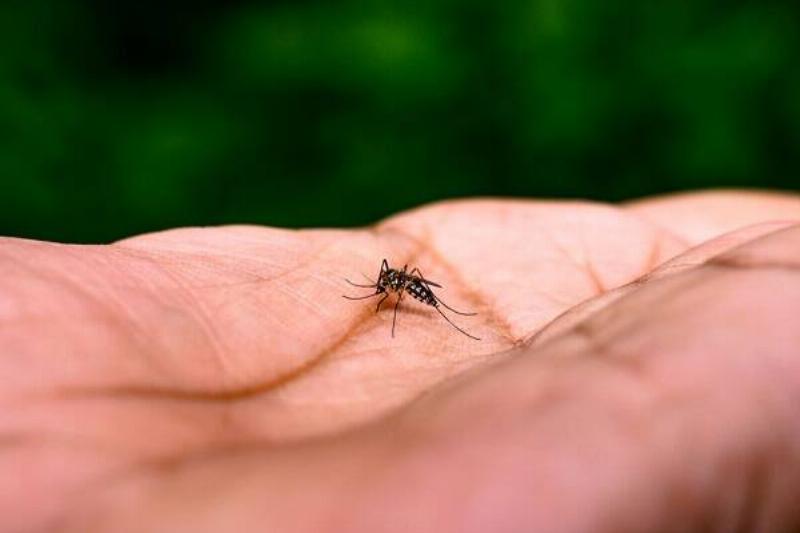 09 Hierba Ruda 17 09 Hierba Ruda 17