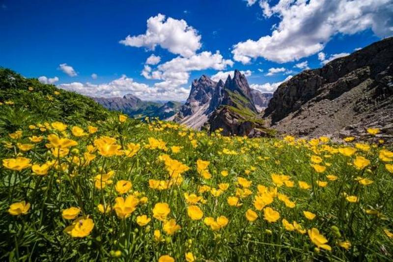 09 Hierba Ruda 2 09 Hierba Ruda 2