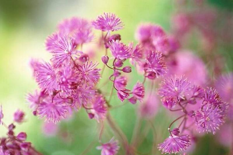 09 Hierba Ruda 8 09 Hierba Ruda 8