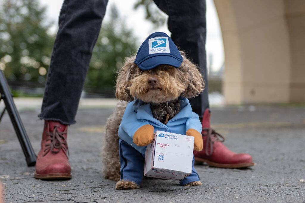 halloween dog dressed as a mail man