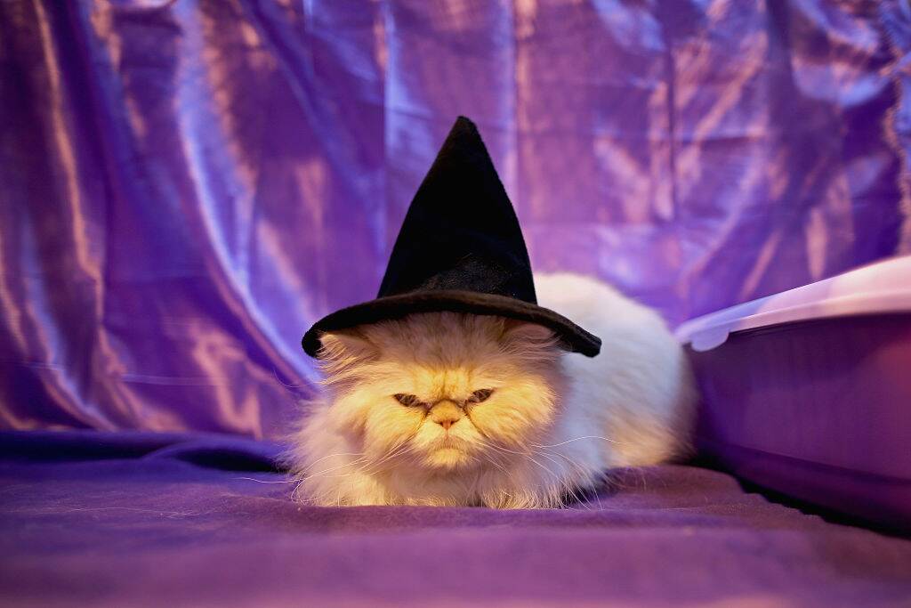 halloween cat with witch hat