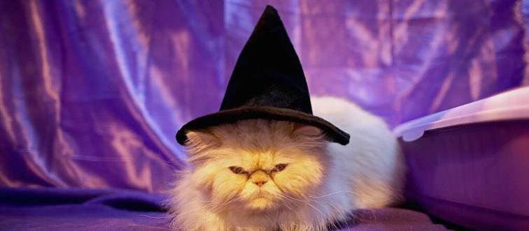 halloween cat with witch hat