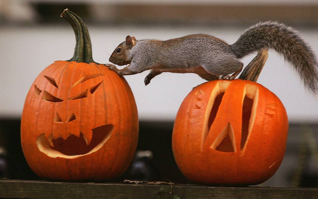 halloween squirrel walking across jack-o-lanterns