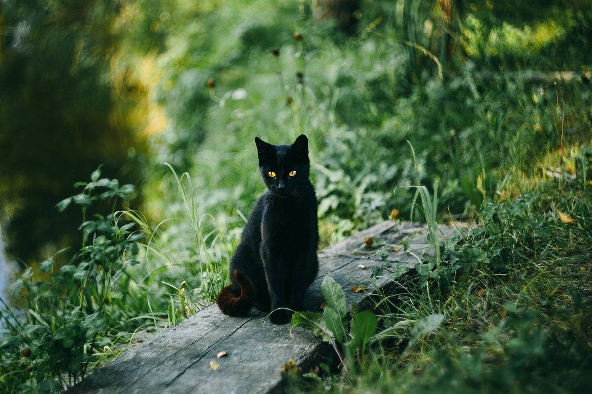 black cat outside by the grass