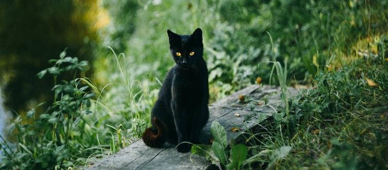 black cat outside by the grass