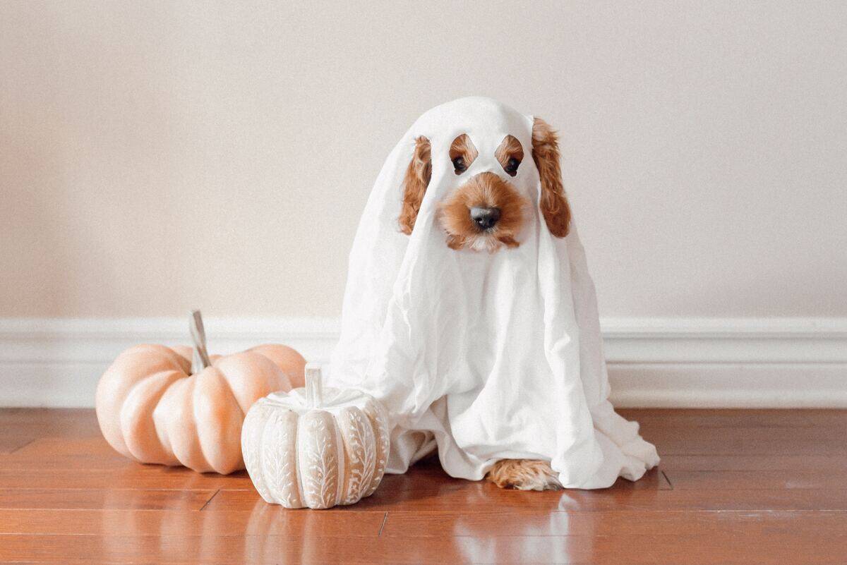 dog dressed as a ghost
