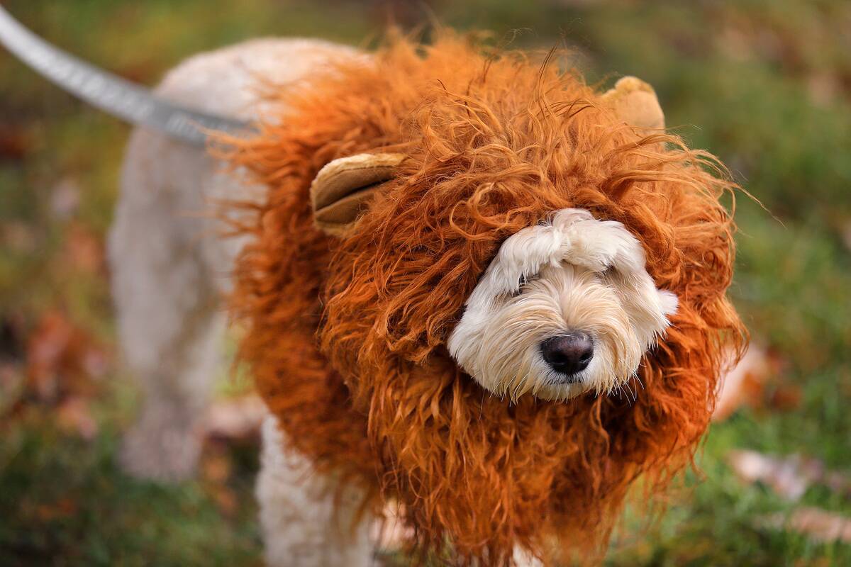 Howl-O-Ween