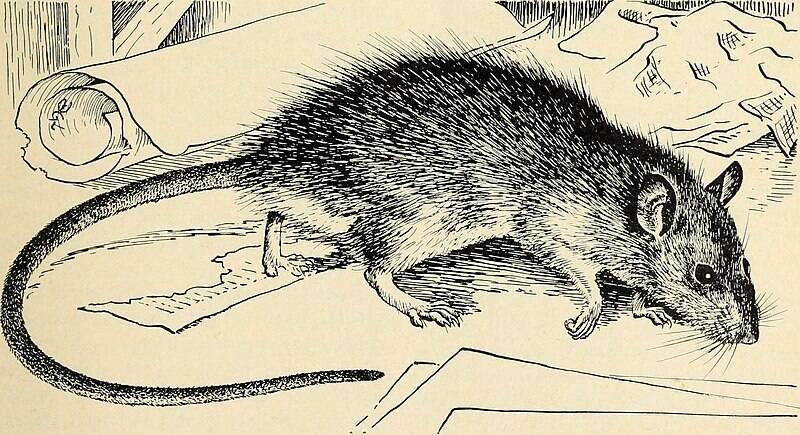 Controlling_rats_and_mice_(1952)_(20698720071)