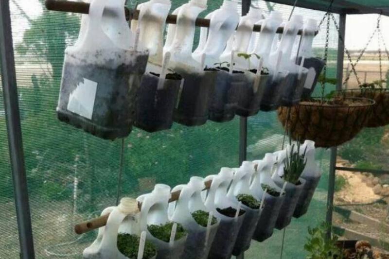Milk jug pots Milk jug pots