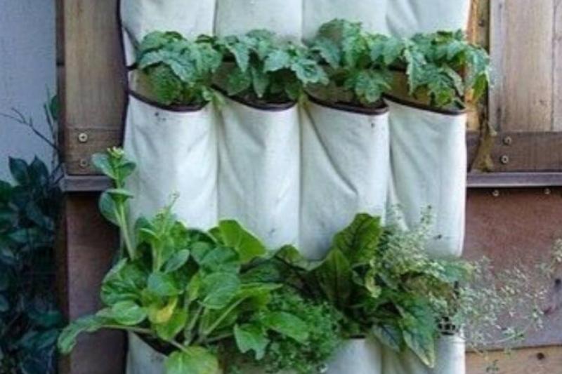 Plant organizers Plant organizers