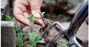 DIY Gardening Tips To Liven Up Any Yard