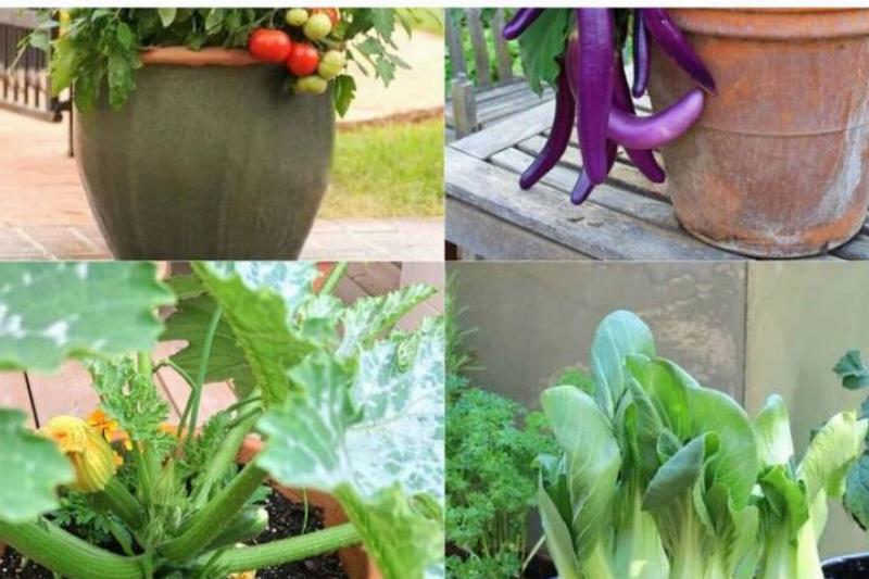 Pots and produce Pots and produce