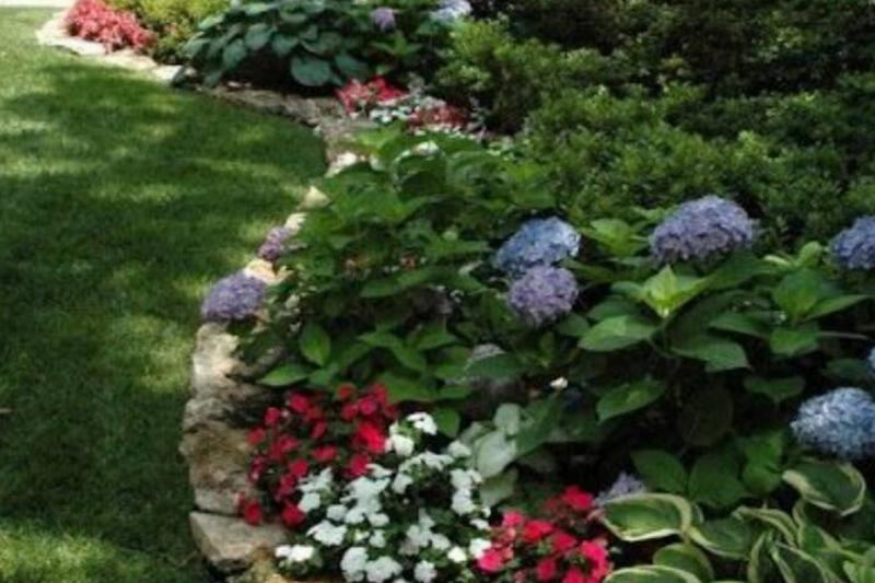 Shade-loving plants Shade-loving plants