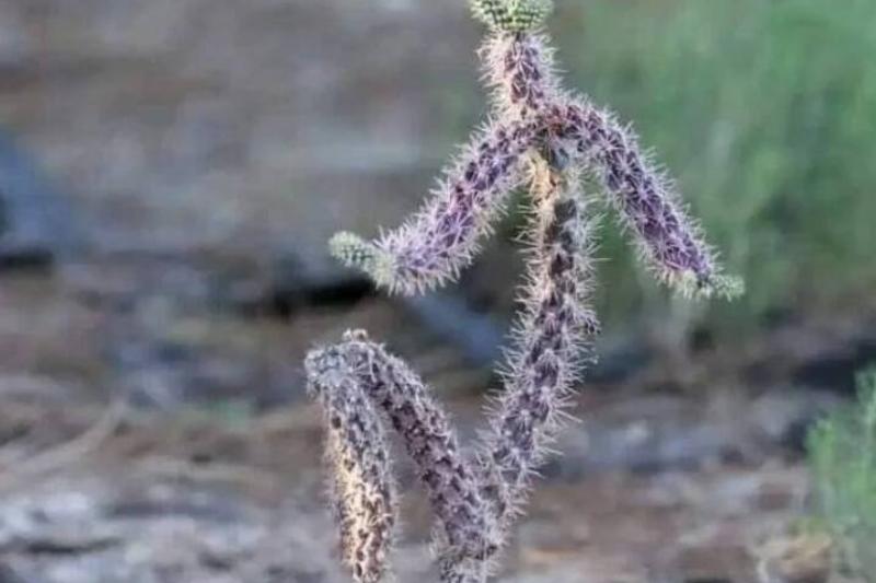 cactus cactus