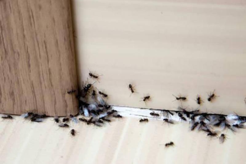 04 Renov Aluminio 24