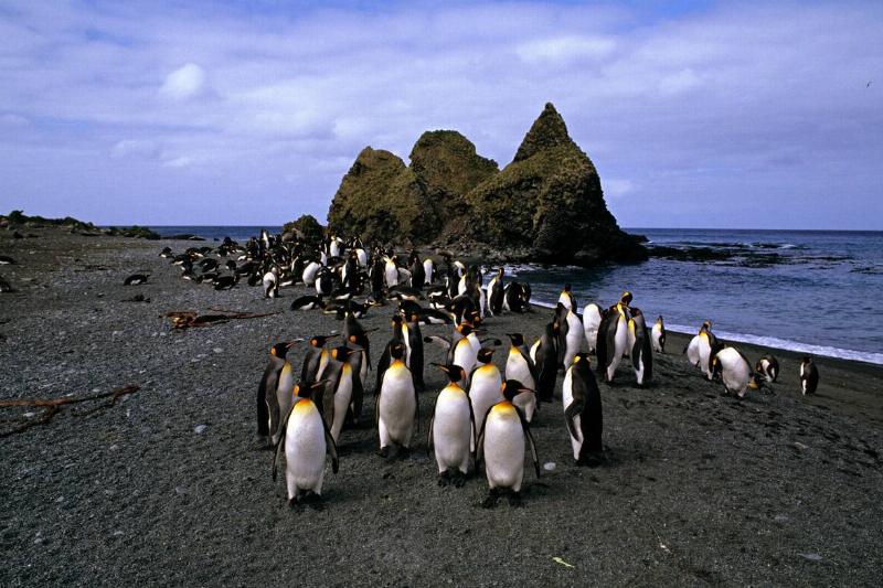 King penguin, Aptenodytes patagonicus