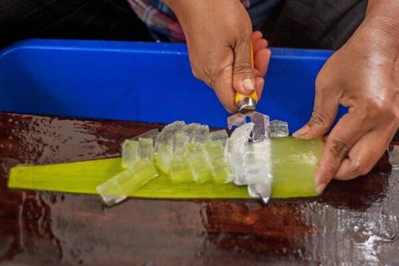 12 Renov Aloe Vera 31 12 Renov Aloe Vera 31