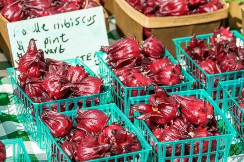 1 Renov Jamaica Flor 33 1 Renov Jamaica Flor 33